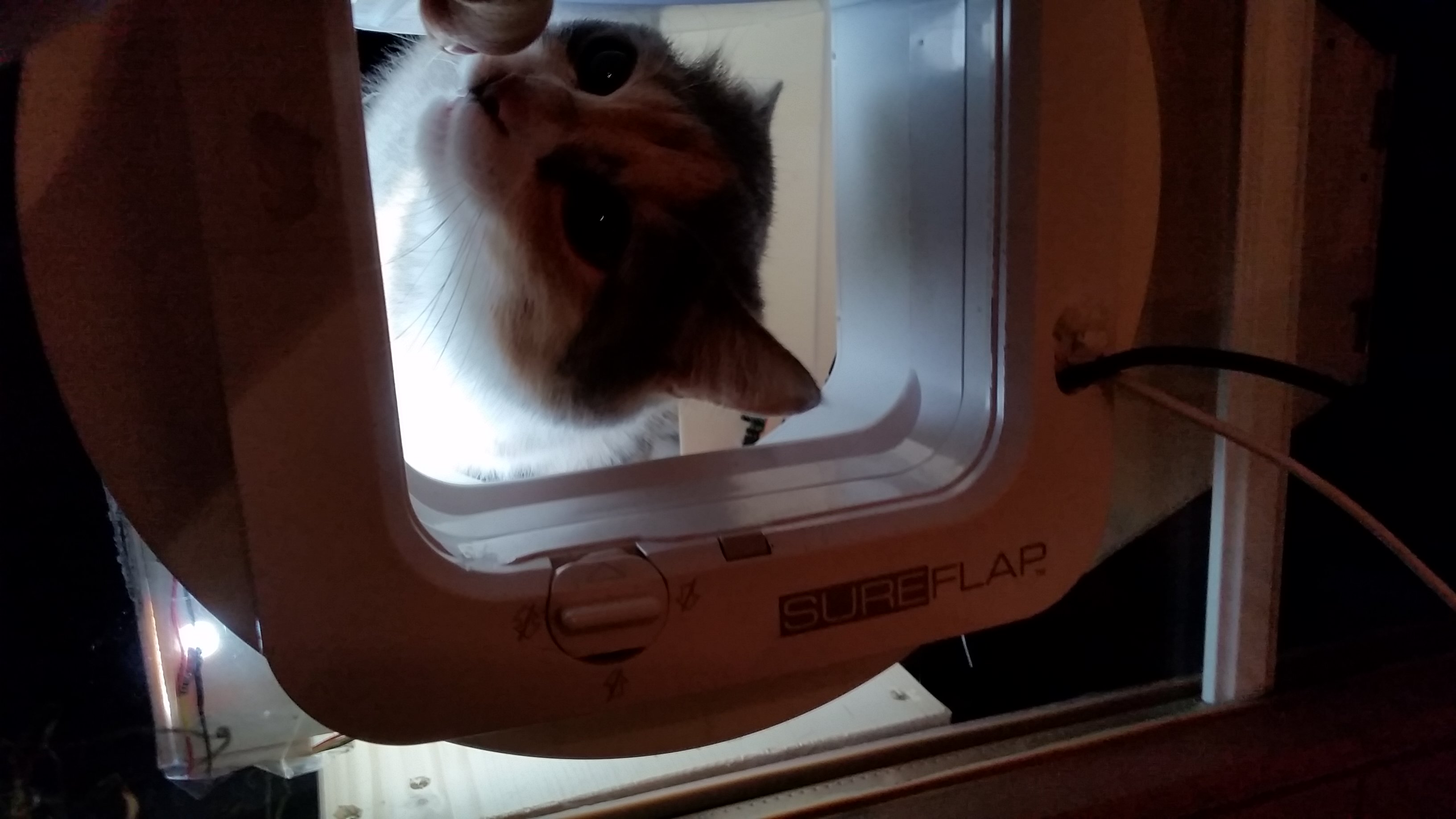 charlie inspecting the catflap