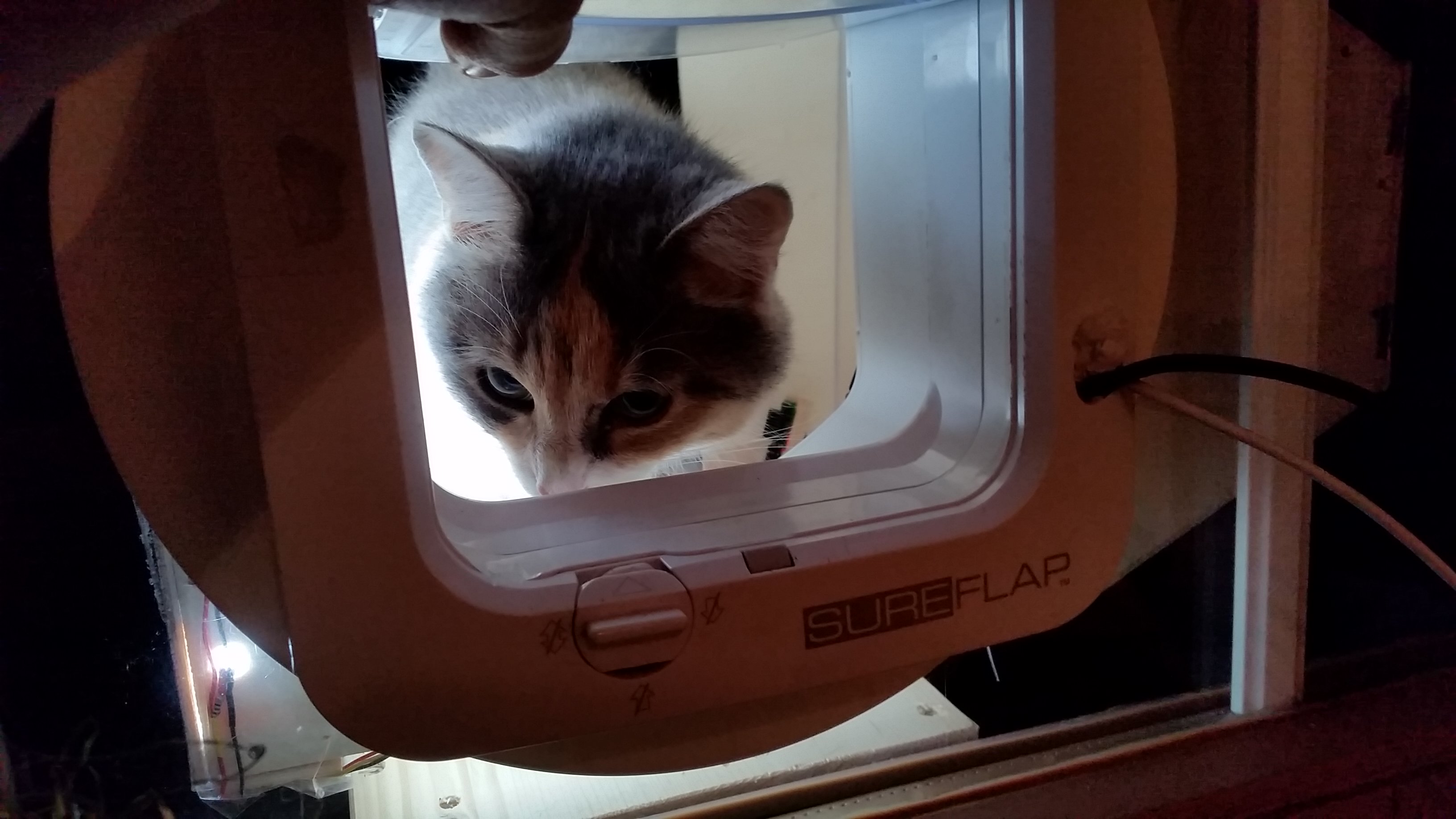 charlie inspecting the catflap